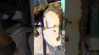 Shocking Hoof Infection Revealed Watch the Farrier’s Incredible Fix 🐴💥 [upl. by Llesram]