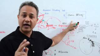 immunology lecture 12 part 3 Immunoglobulins [upl. by Ahsatsan]