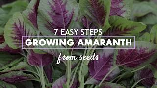 Easy steps l Growing Amaranth from seeds [upl. by Bluefarb271]