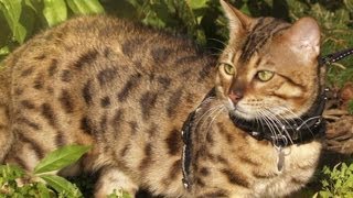 Ligers Hybrid Cats Are Popular Controversial Pet [upl. by Oahc738]