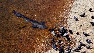 Catfish Grabs and Eat Pigeon by Catfish World [upl. by Cleopatra]