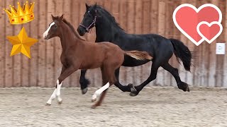 Made for each other❤️ Queen👑Uniek amp Rising Star⭐ together in the inside arena  Friesian Horses [upl. by Venable]