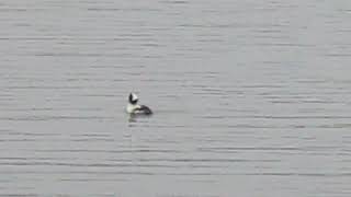 Bufflehead Duck [upl. by Mannuela]