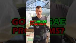 Got Algae Problems Check These Fish Out PART 1 [upl. by Alikee161]