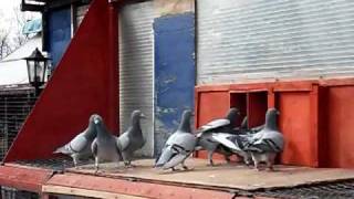 Racing pigeons  fast trapping  by carl greenhow [upl. by Torin]