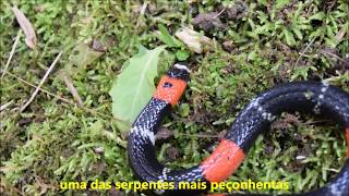 Micrurus lemniscatus  The South American Coral Snake [upl. by Roshelle]