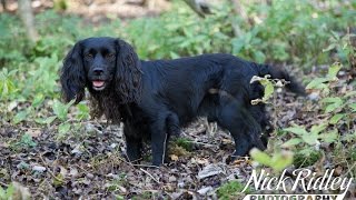 Hunting a Cocker Spaniel in the Beating Line of a Game Shoot [upl. by Kennedy110]