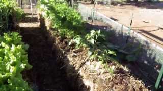 My Straw Bale Garden Part 2 [upl. by Ydennek11]