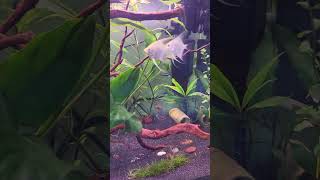 Akwarium 160 l Restart 5dzień 🌱🌿🐠🐟akwarium rybki fish [upl. by Christen]