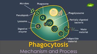 Phagocytosis Animation  Notes  Immunology  Basic Science Series Hindi [upl. by Janik]