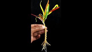 Propagate Croton From Stem Cuttingreelsvideoシ gardeningtips Flowers graftingplant viralvideoシ [upl. by Girard]