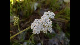 059 Krwawnik pospolity łac Achillea millefolium [upl. by Hairam43]