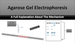 The Principle of Agarose Gel Electrophoresis a full explanatory video [upl. by Enisamoht]