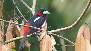 Blackandred Broadbill in Malaysia [upl. by Corley]