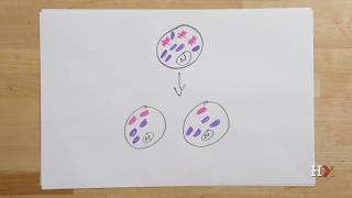 How mitochondrial diseases are inherited [upl. by Ainitsirhc]