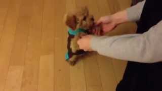 The Most Adorable Two Pound Maltipoo Puppy Doing Tricks [upl. by Knah]