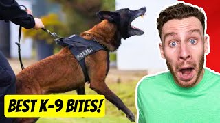 The WILDEST Police K9 Dog Bite Videos  dog trainer reacts [upl. by Marshal]