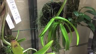 Introduction to my Aerides Orchids [upl. by Ariem]