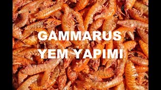 Gammarus balık yemi hazırlanışı [upl. by Onairam]