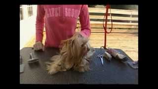 Grooming a Yorkie in a Long Coat [upl. by Artnoed]