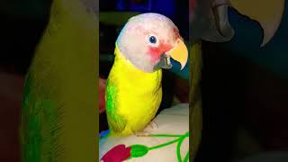 My Love parrotsperrotshortsviralyoutubeshortsbirdspetparrotshortvideosviralvideospetspet [upl. by Kirk319]