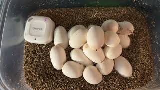 Corn snake and Crested gecko eggs Incubating [upl. by Docia797]