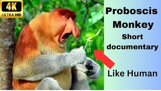 A short documentary about Proboscis Monkeys [upl. by Legim]