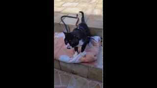 Tratamento gato com esporotricose  2 meses [upl. by Yenahteb]