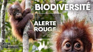 Biodiversité lextinction de masse  Géopolitis [upl. by Absa363]