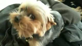 Cute Teacup Yorkie Sneeze Yorkshire Terrier [upl. by Areht]