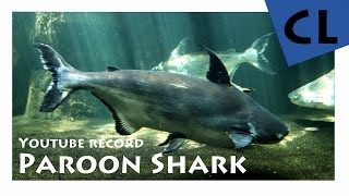 HD Paroon Shark  Haiwels  Pangasius sanitwongsei [upl. by Arihday14]