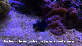 Mandarin fish feeding on frozen food Synchiropus splendidus [upl. by Nylaehs795]