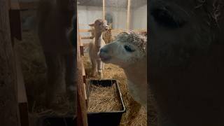 Wet Alpaka eating and talking alpacalove alpaca cute denmark [upl. by Gupta999]