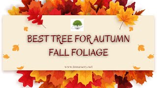 Best Tree For Autumn Fall Foliage  TN Nursery [upl. by Lehplar]