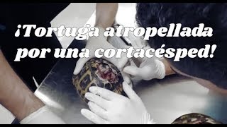 TORTUGAS ¡Tortuga atropellada por una cortacésped [upl. by Erving]