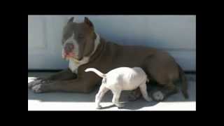 pitbull puppies for sale 5 weeks old [upl. by Stricklan]