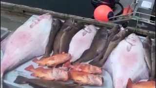 Halibut fishing 182lbs Vancouver Island Winter Harbour BC [upl. by Hirschfeld794]