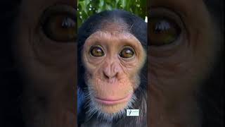 Kindu story of a baby chimp rescued from poachers [upl. by Dario986]