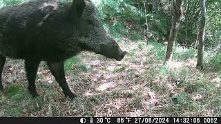 lunigiana boar cinghiale [upl. by New]