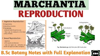 MARCHANTIA Reproduction in Marchantia Gametophytic Generation Bsc Botany Notes ZBC [upl. by Ayiram696]