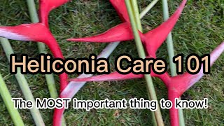 Heliconia Care 101 [upl. by Narad941]