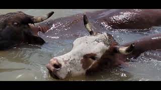 Matagorda Tx cattle drive across the Texas Colorado River 20220419 143557 [upl. by Iznekcam]