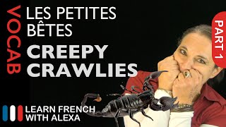 Creepy Crawlies in French Part 1 basic French vocabulary from Learn French With Alexa [upl. by Fanchette]