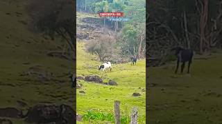 VACAS DA FAZENDA CORRENDO PARA A RAÇÃO fazenda agro rotinadeumamulherdocampo vidanaroça gado [upl. by Timmie]