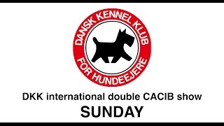 DKK  Double CACIB show  Sunday [upl. by Abbotsun804]