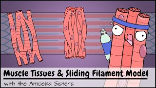 Muscle Tissues and Sliding Filament Model [upl. by Sucramat]