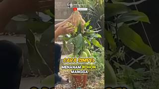 Education How to Grow Mango Fruit at Home🌟🥭 Part 01 🌍 shorts short unique [upl. by Refanej255]