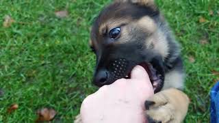 Ari the German Shepherd Puppy [upl. by Ybbor]