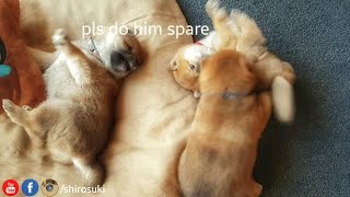 My life is potato Ep 04  Shiba Inu puppies [upl. by Aerdnak]