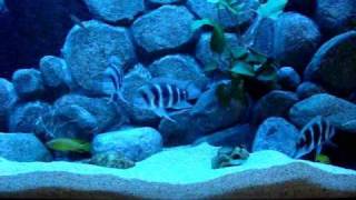 Voted Best African Tanganyika Cichlids Aquarium [upl. by Neelloc]